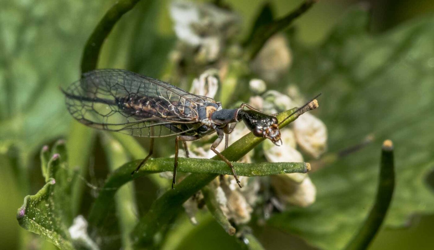 2020-04-27 - NSG Hafen Herten