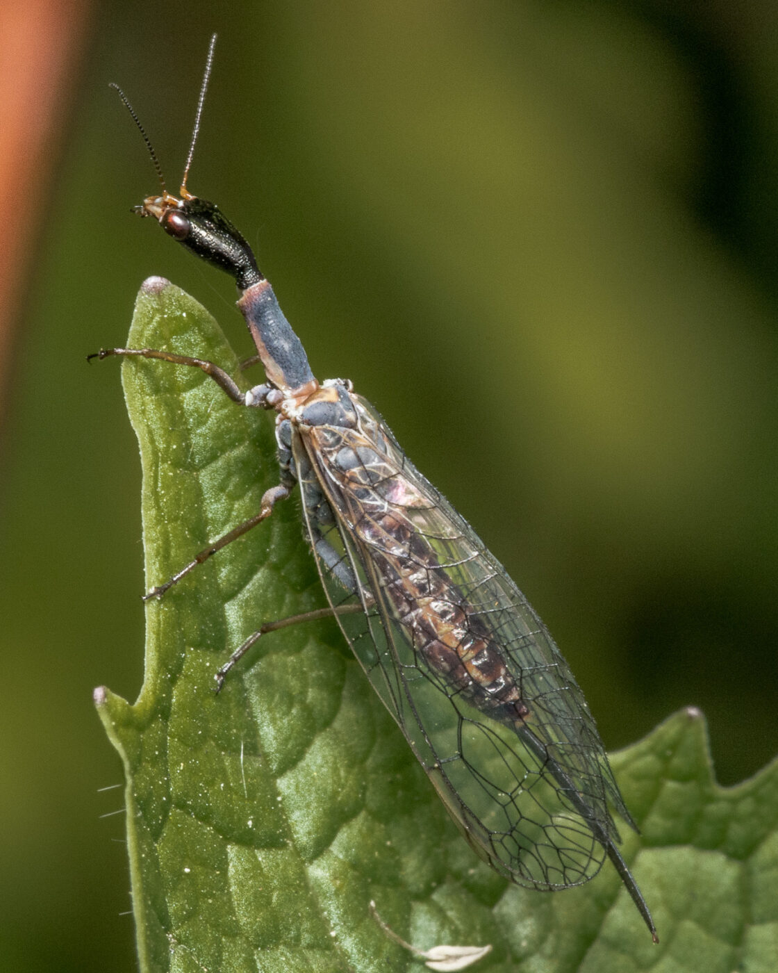 2020-04-27 - NSG Hafen Herten