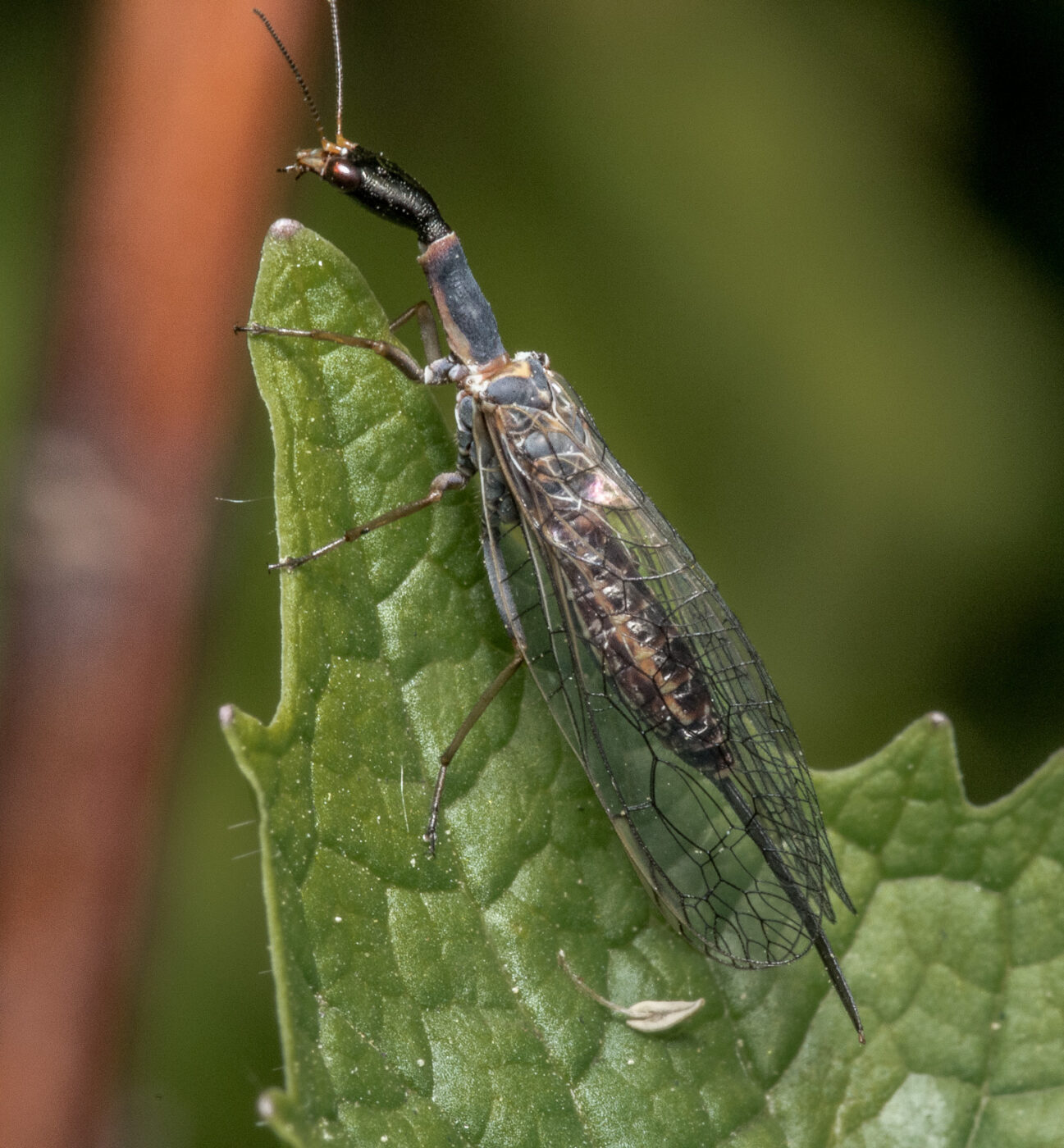 2020-04-27 - NSG Hafen Herten