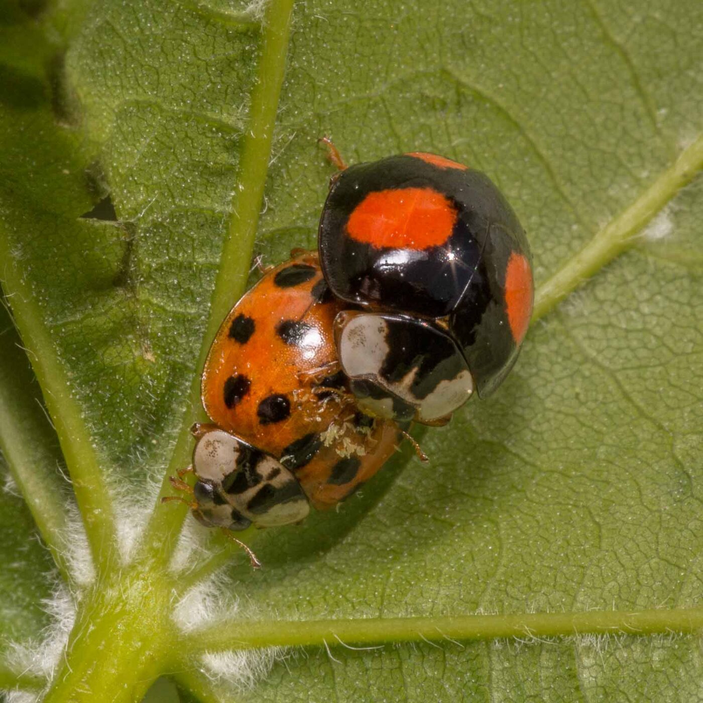 2020-04-27 - NSG Hafen Herten