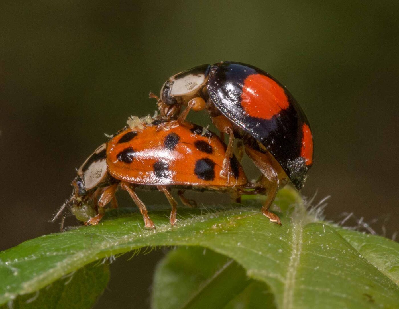 2020-04-27 - NSG Hafen Herten