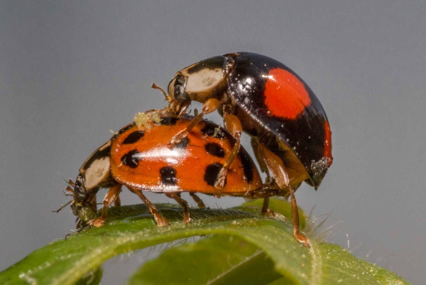 2020-04-27 - NSG Hafen Herten