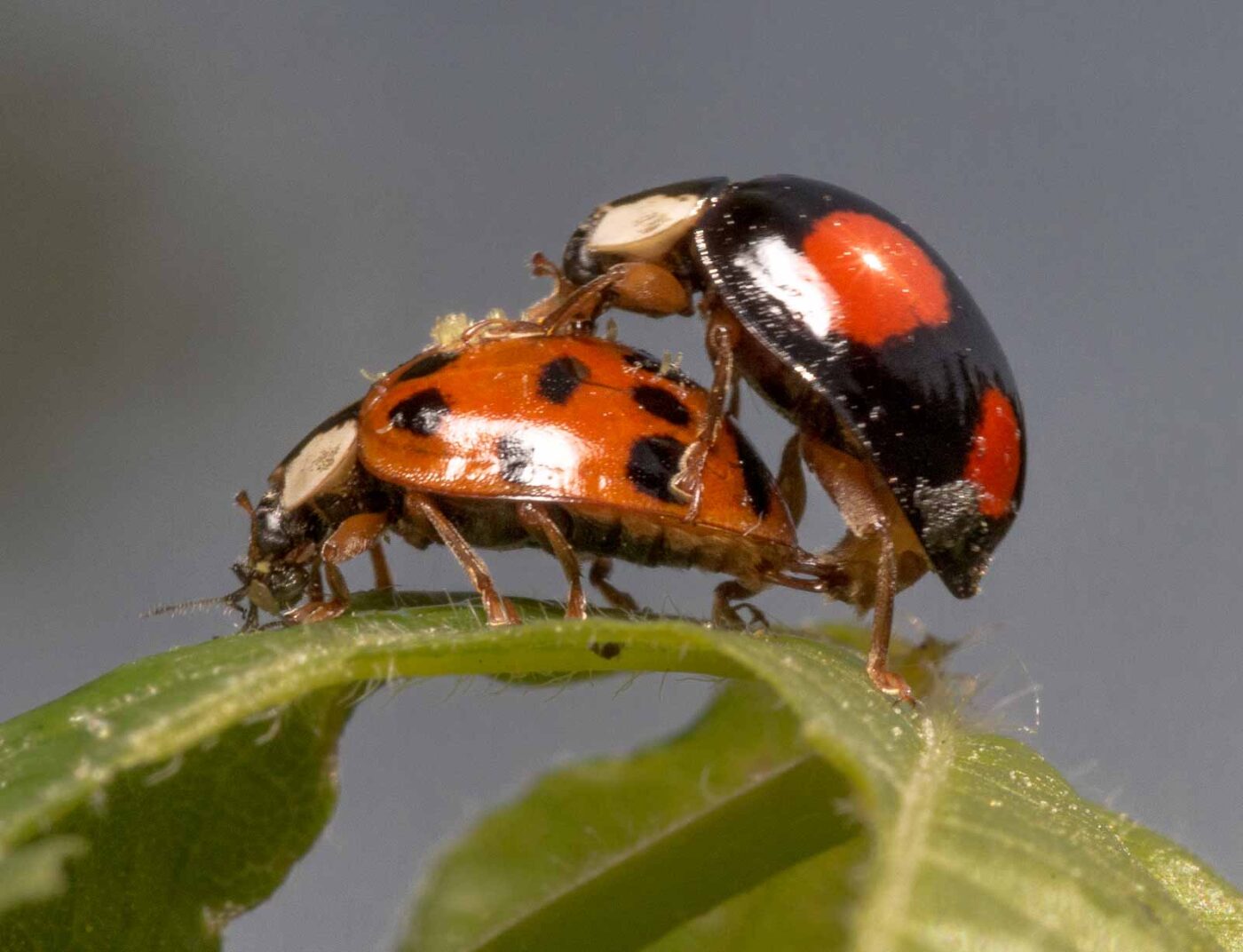 2020-04-27 - NSG Hafen Herten