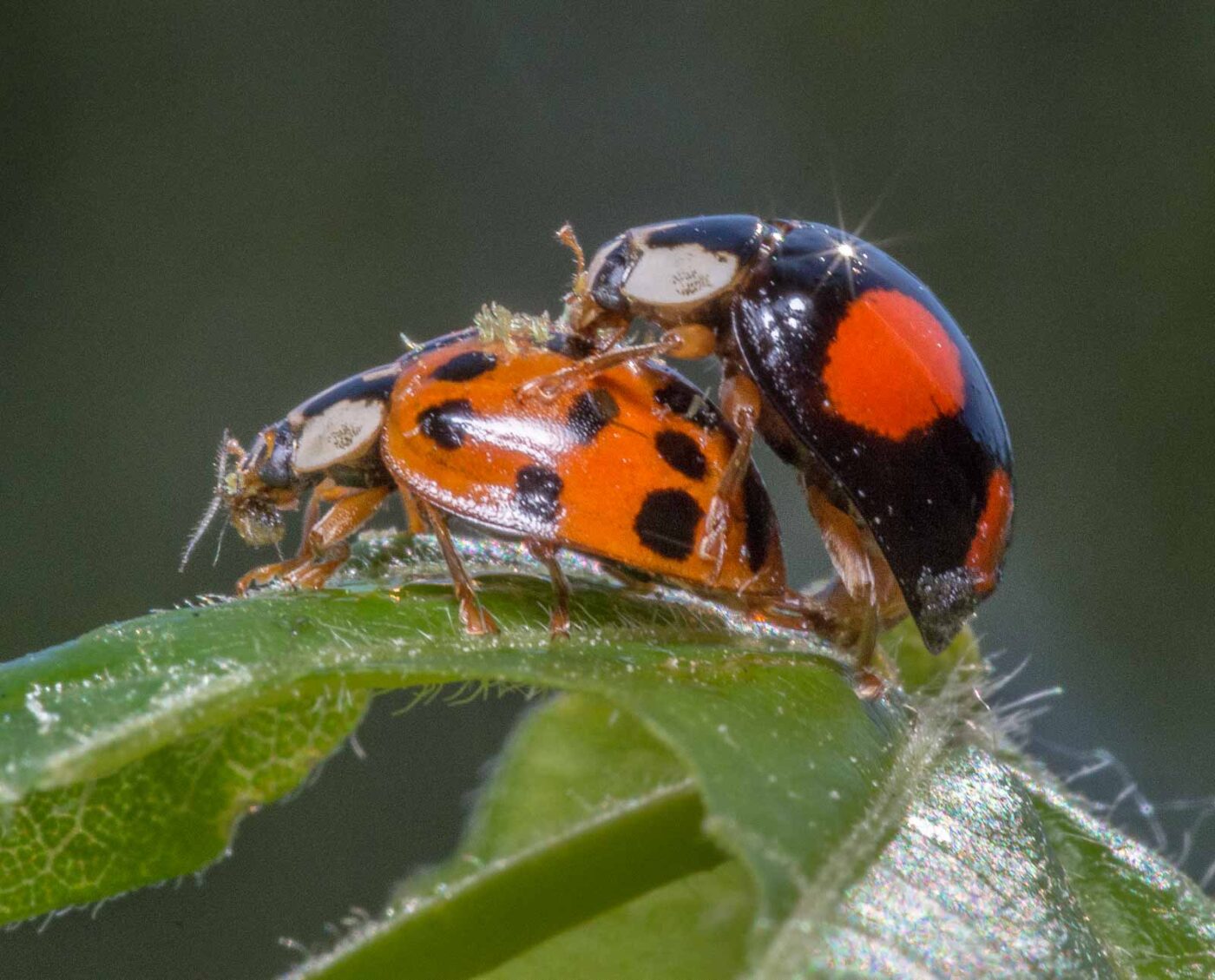 2020-04-27 - NSG Hafen Herten