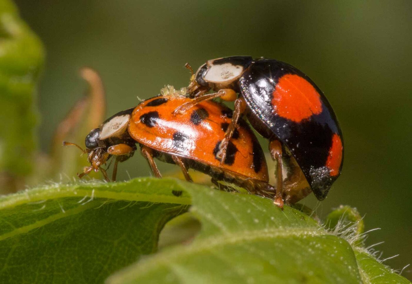 2020-04-27 - NSG Hafen Herten