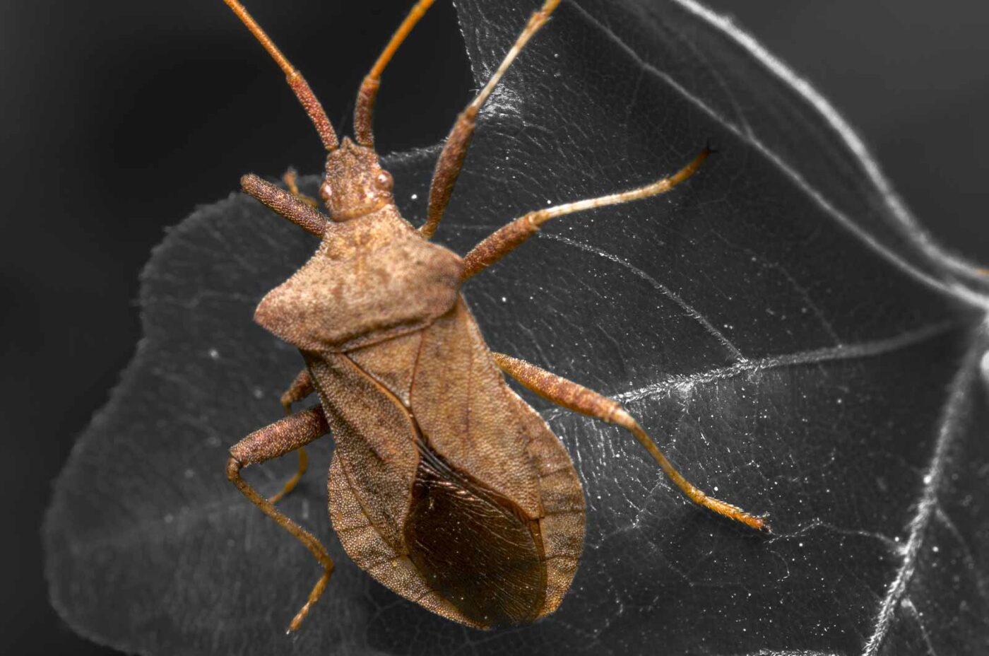 2020-04-27 - NSG Hafen Herten