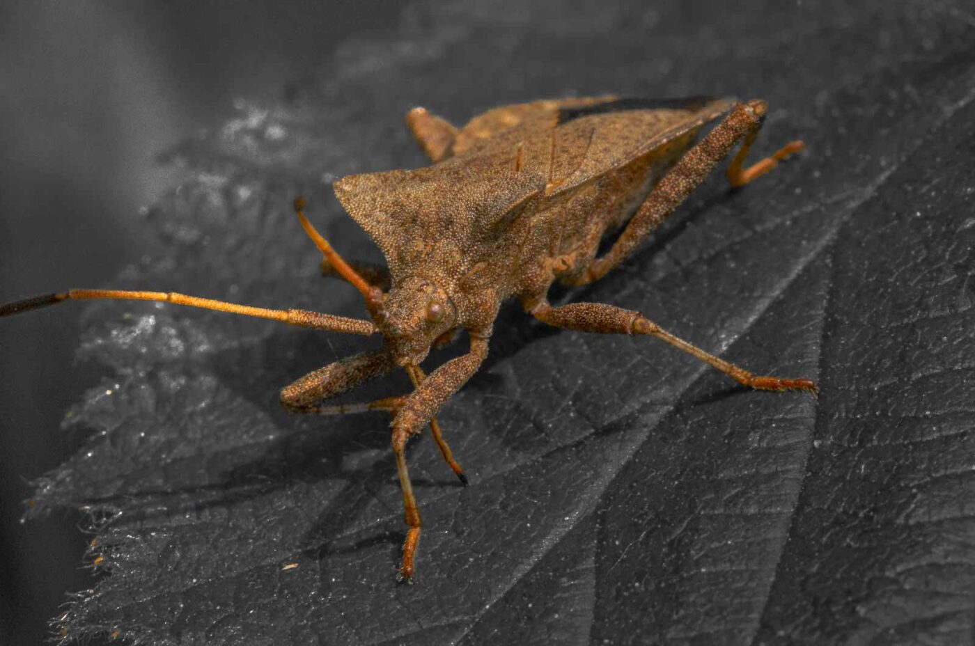 2020-04-27 - NSG Hafen Herten