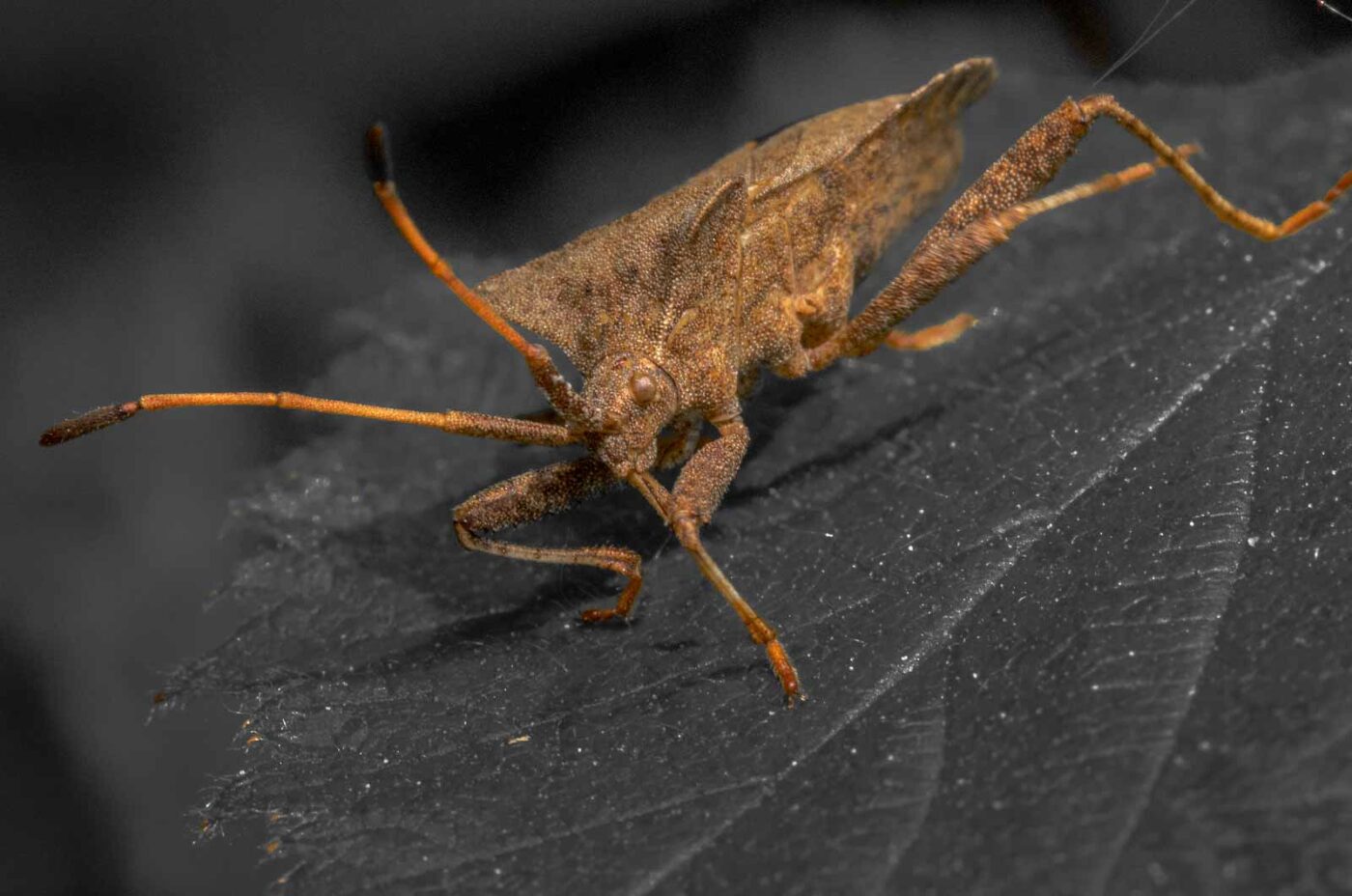 2020-04-27 - NSG Hafen Herten