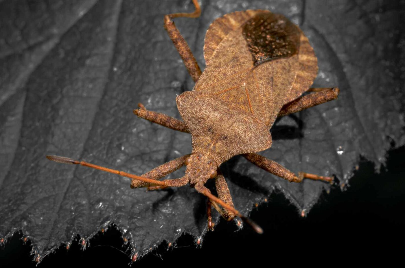 2020-04-27 - NSG Hafen Herten