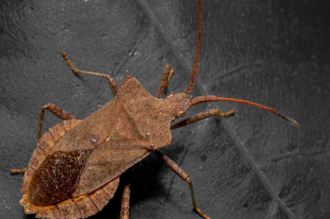 2020-04-27 - NSG Hafen Herten