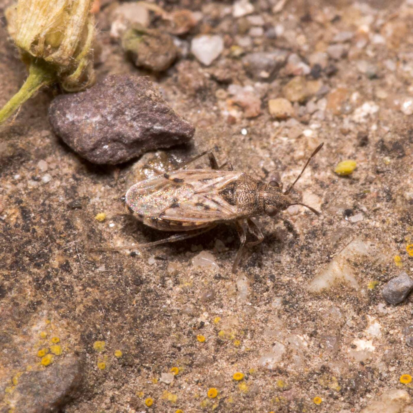 2020-04-27 - NSG Hafen Herten