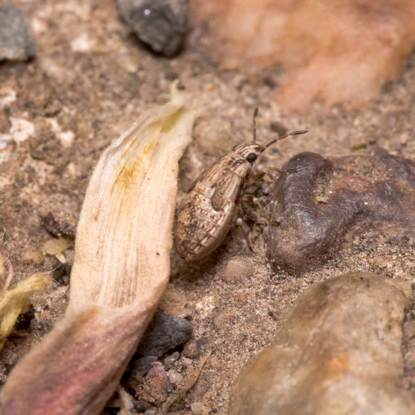 2020-04-27 - NSG Hafen Herten