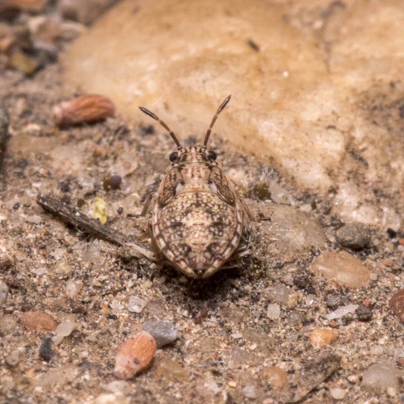 2020-04-27 - NSG Hafen Herten