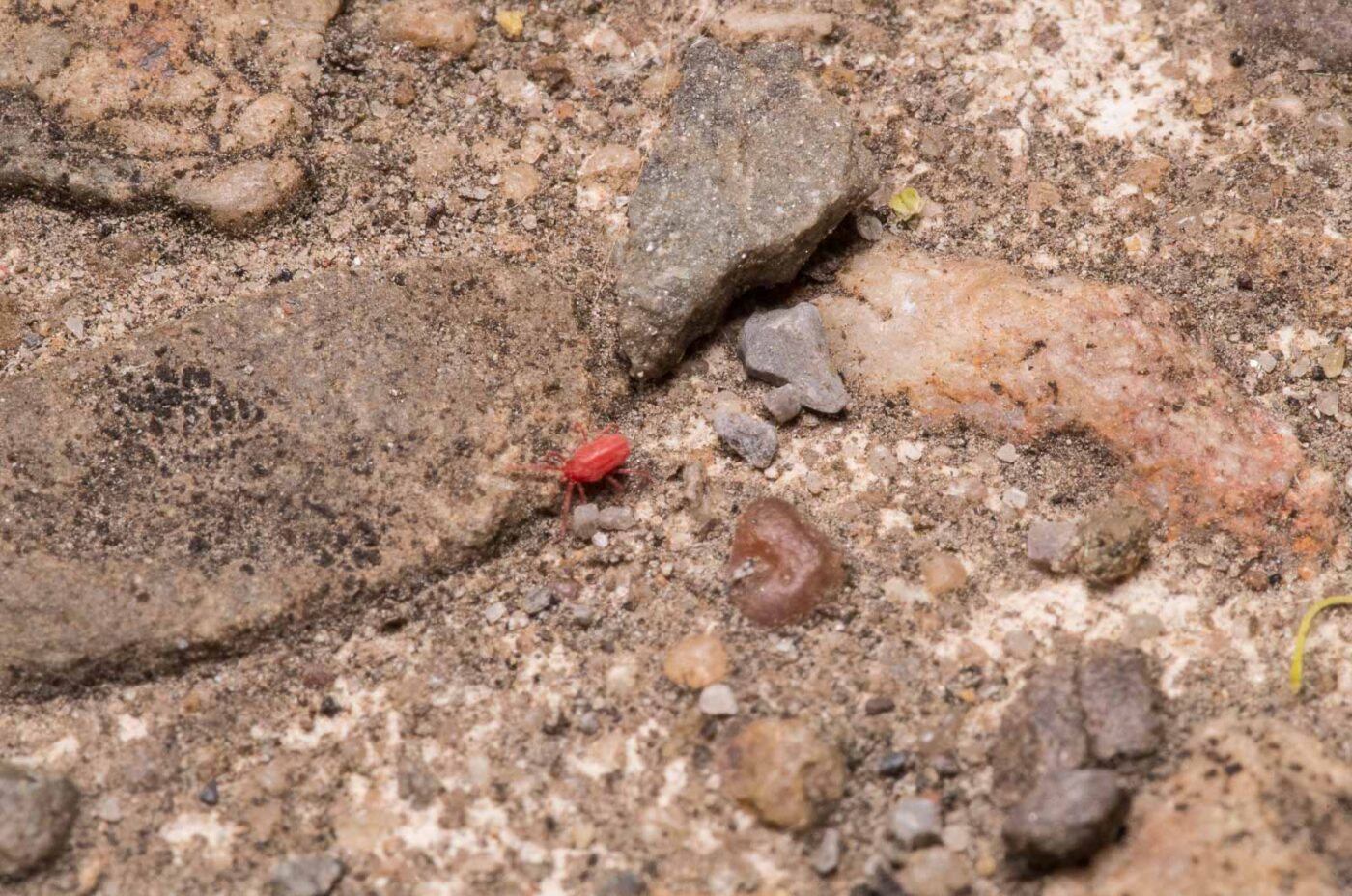 2020-04-27 - NSG Hafen Herten