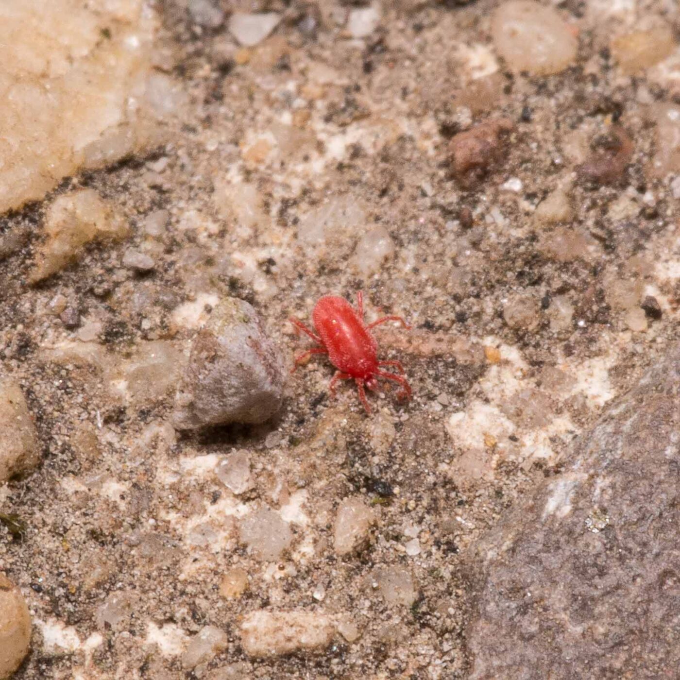 2020-04-27 - NSG Hafen Herten