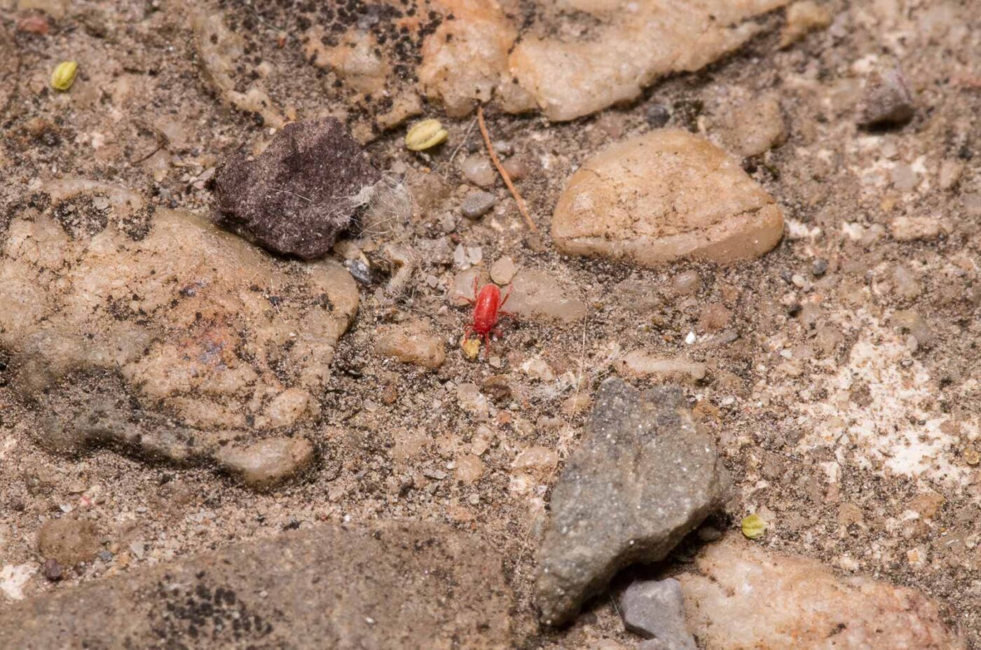 2020-04-27 - NSG Hafen Herten