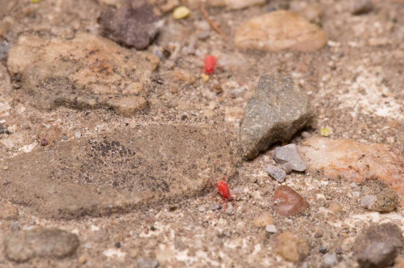 2020-04-27 - NSG Hafen Herten