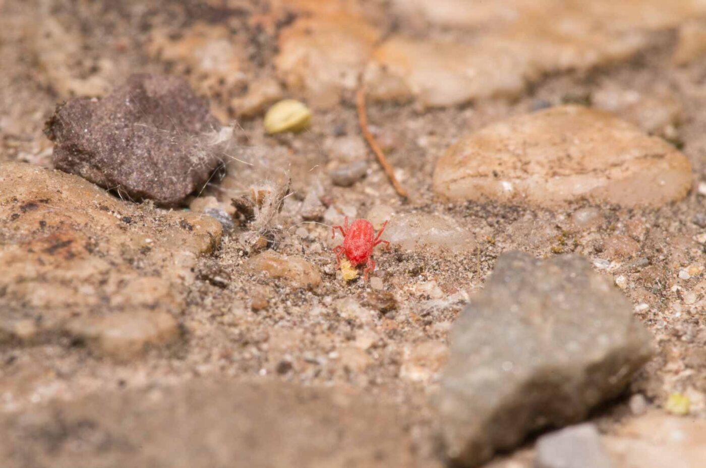 2020-04-27 - NSG Hafen Herten