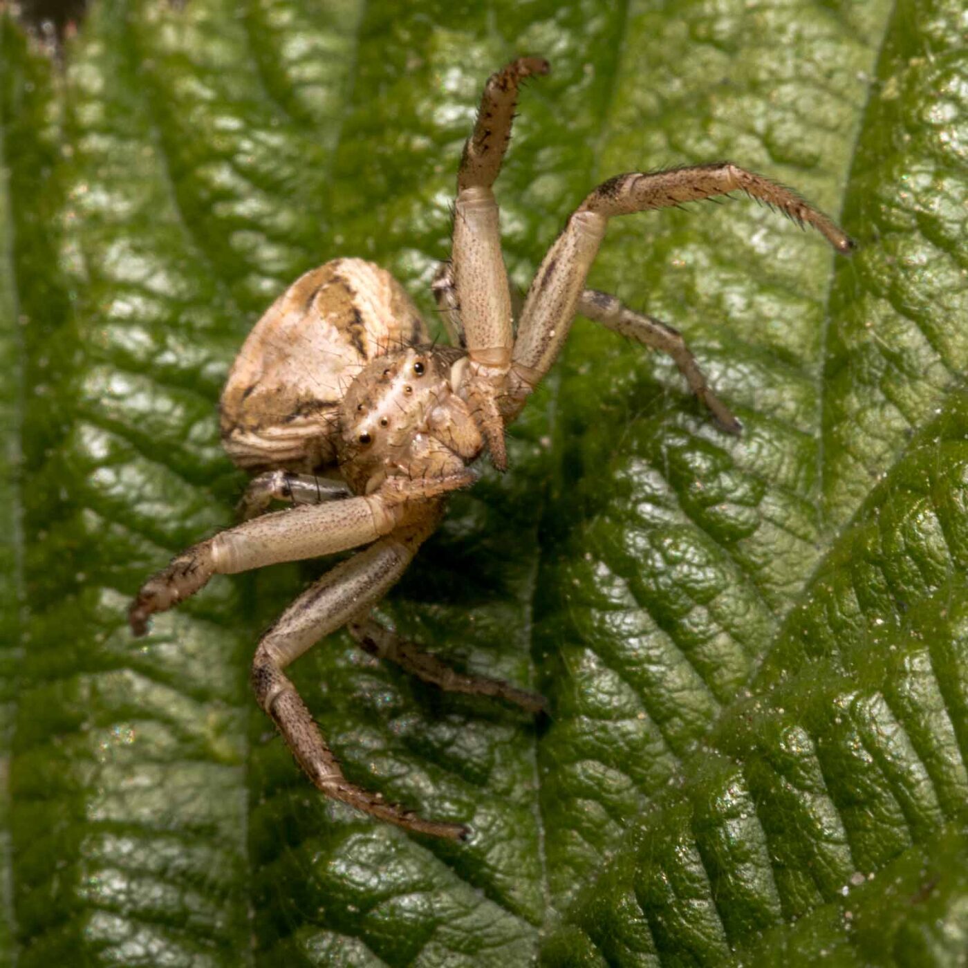 2020-04-27 - NSG Hafen Herten