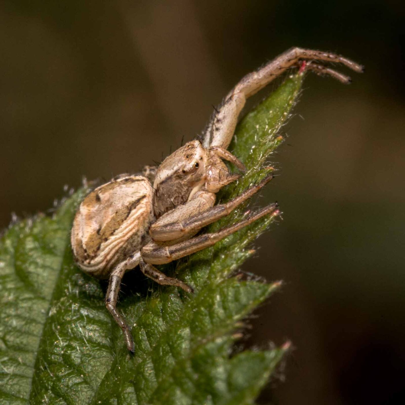 2020-04-27 - NSG Hafen Herten