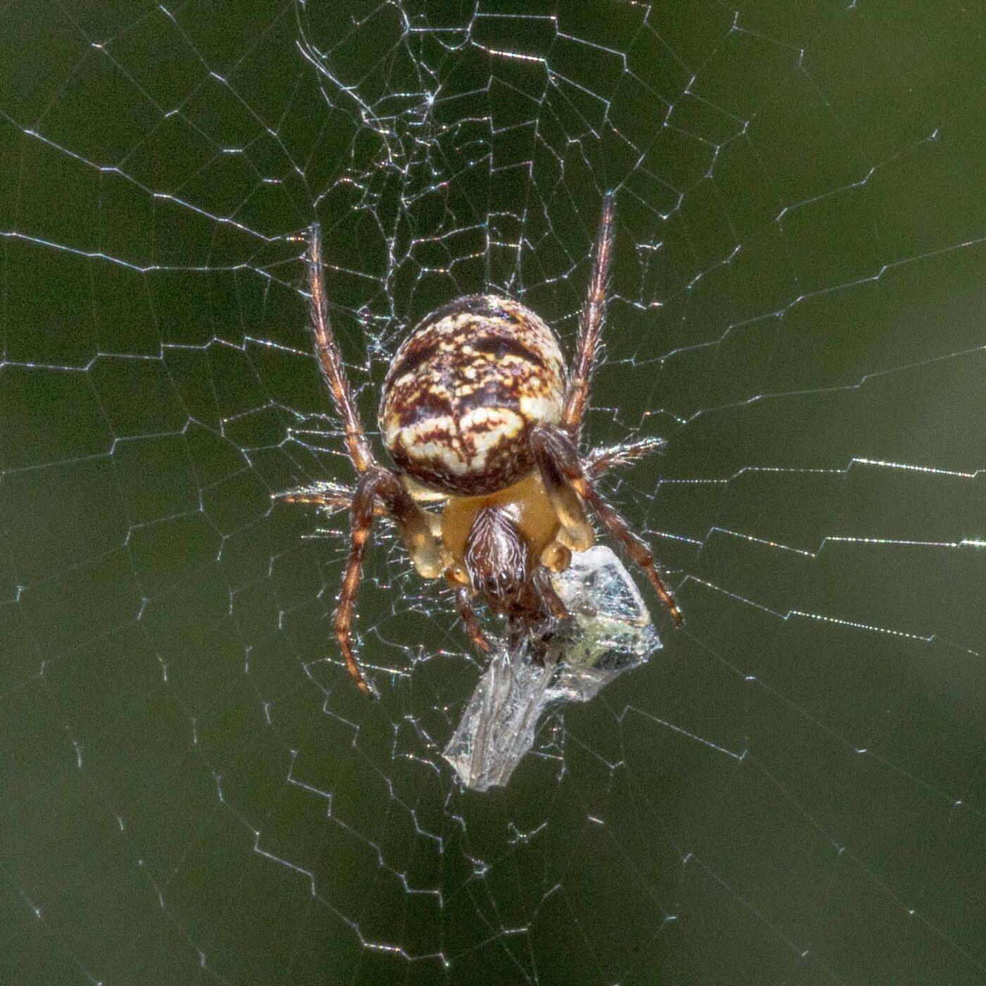 2020-04-27 - NSG Hafen Herten