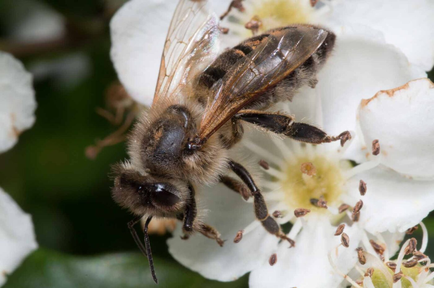 2020-04-27 - NSG Hafen Herten