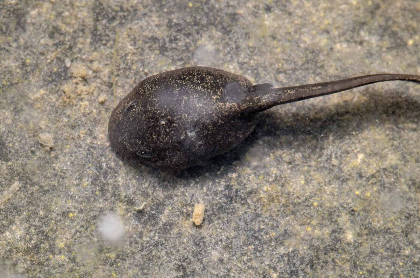 2020-04-27 - NSG Halde Pluto
