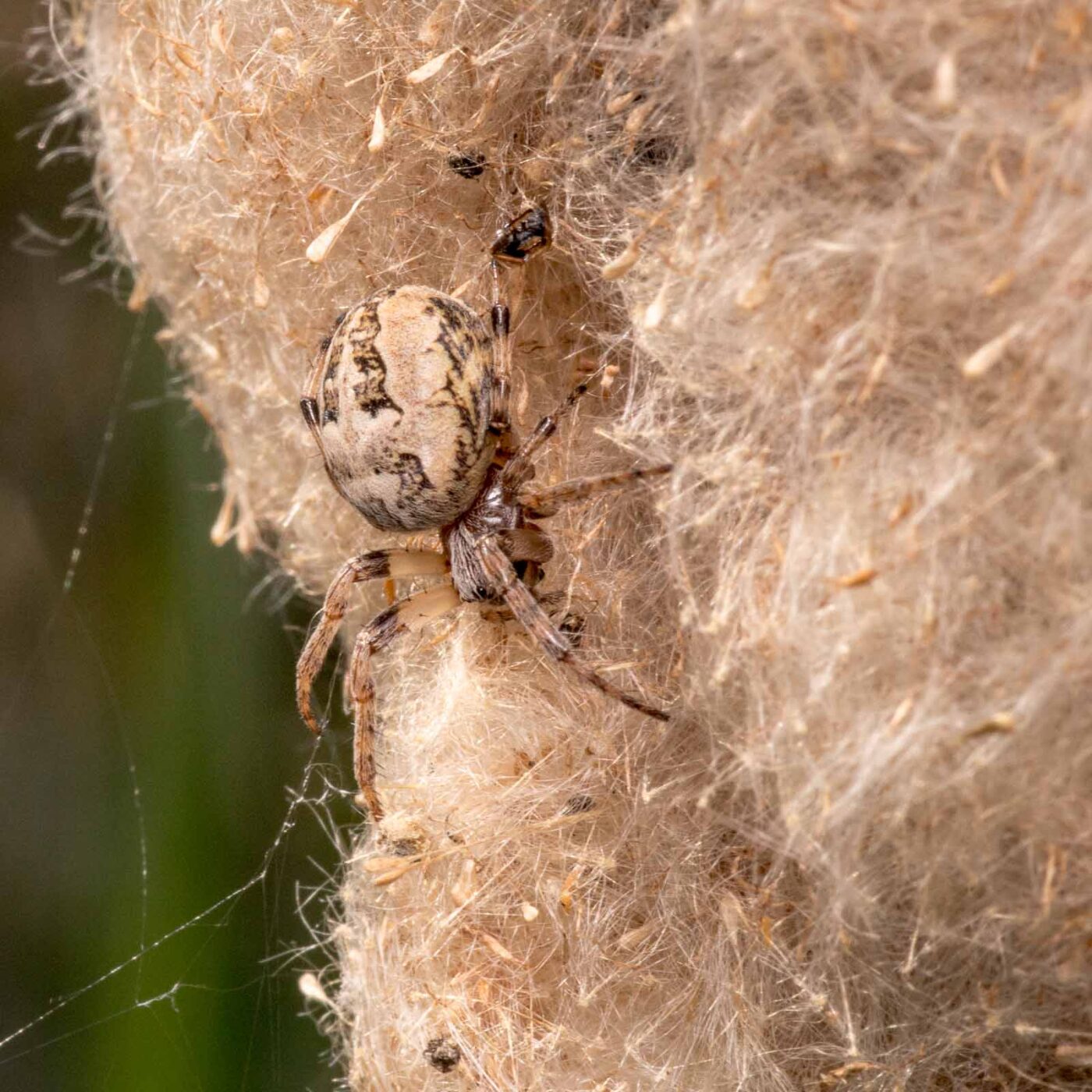 2020-04-27 - NSG Halde Pluto