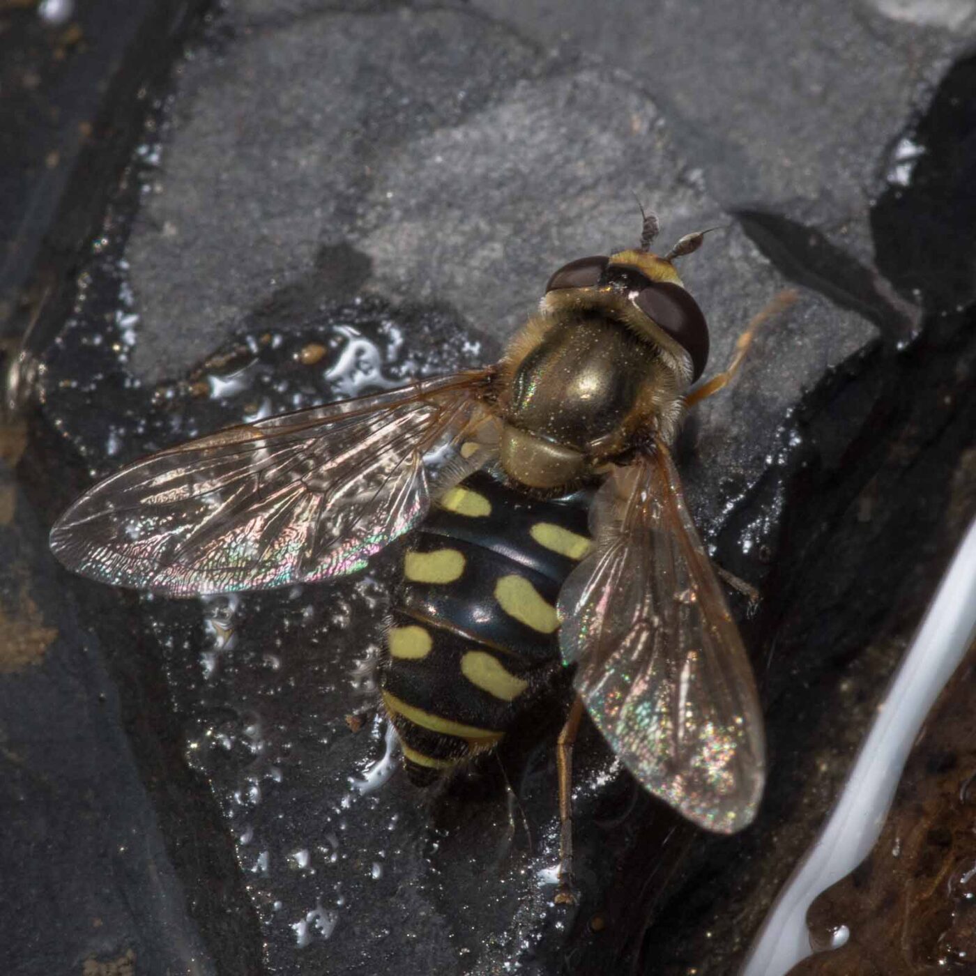 2020-04-27 - NSG Halde Pluto