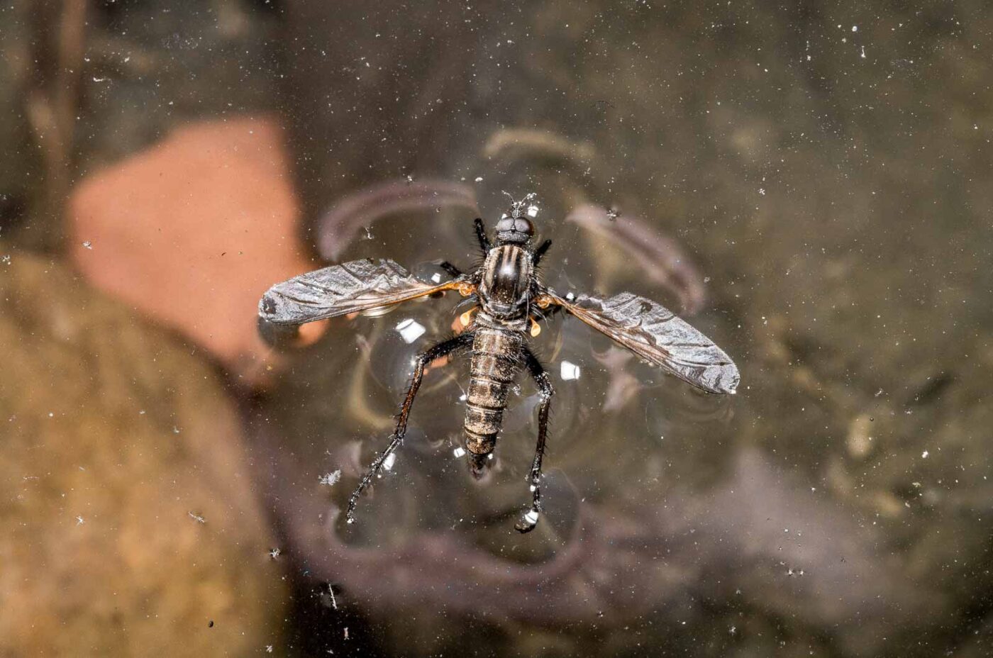 2020-04-27 - NSG Halde Pluto