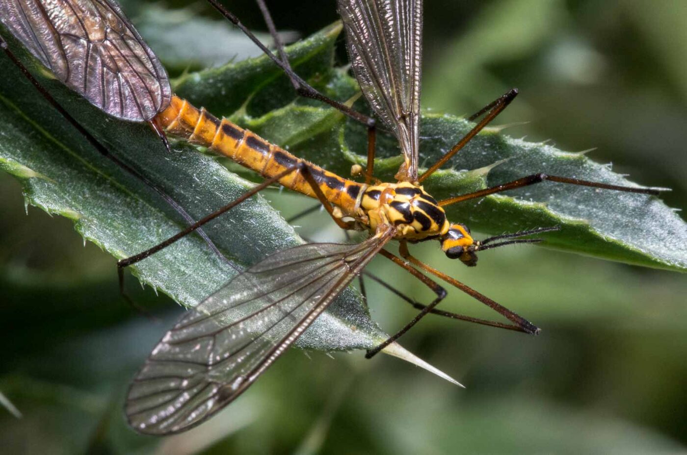 2020-04-27 - NSG Halde Pluto