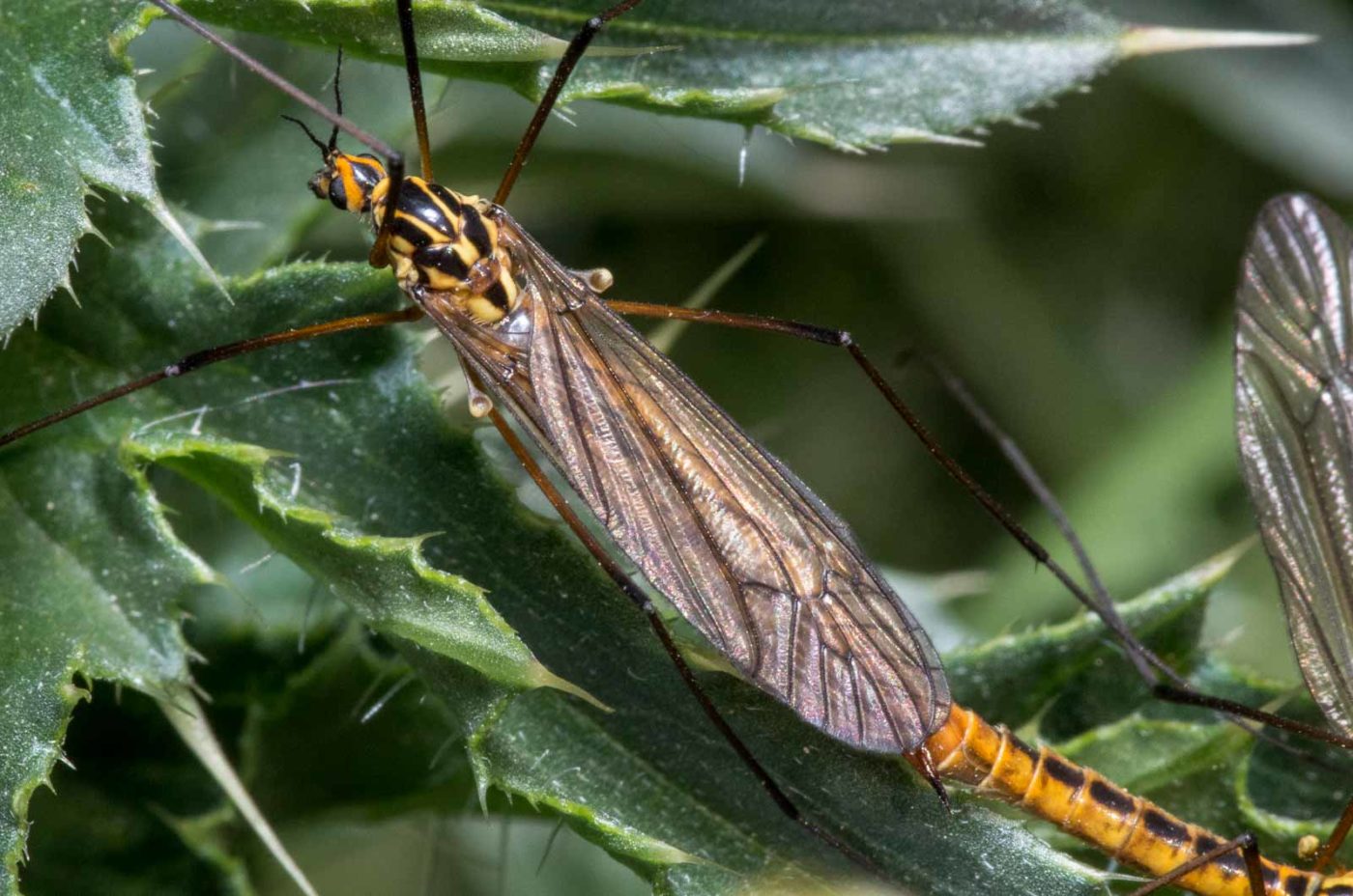 2020-04-27 - NSG Halde Pluto