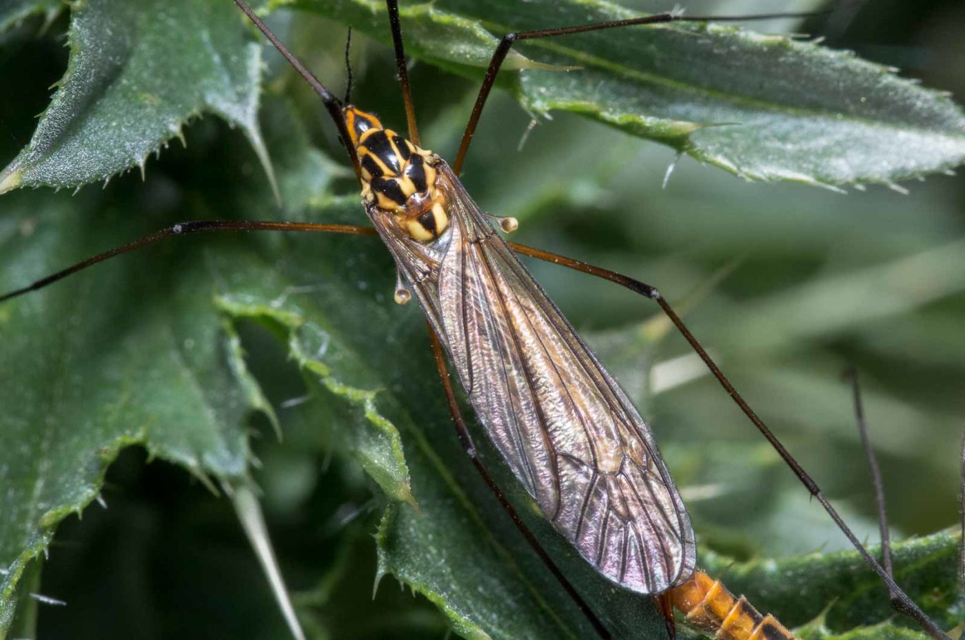 2020-04-27 - NSG Halde Pluto