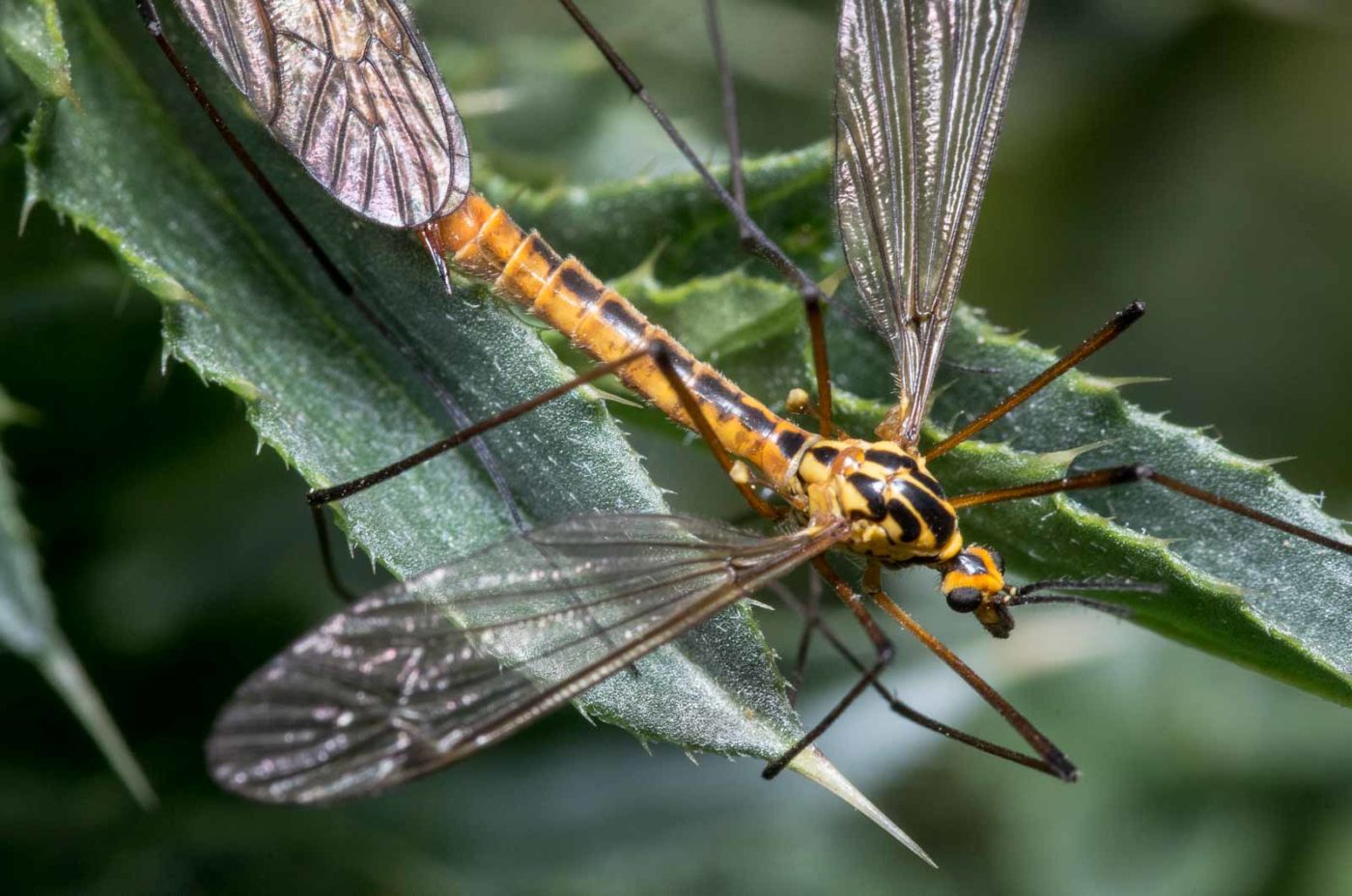 2020-04-27 - NSG Halde Pluto