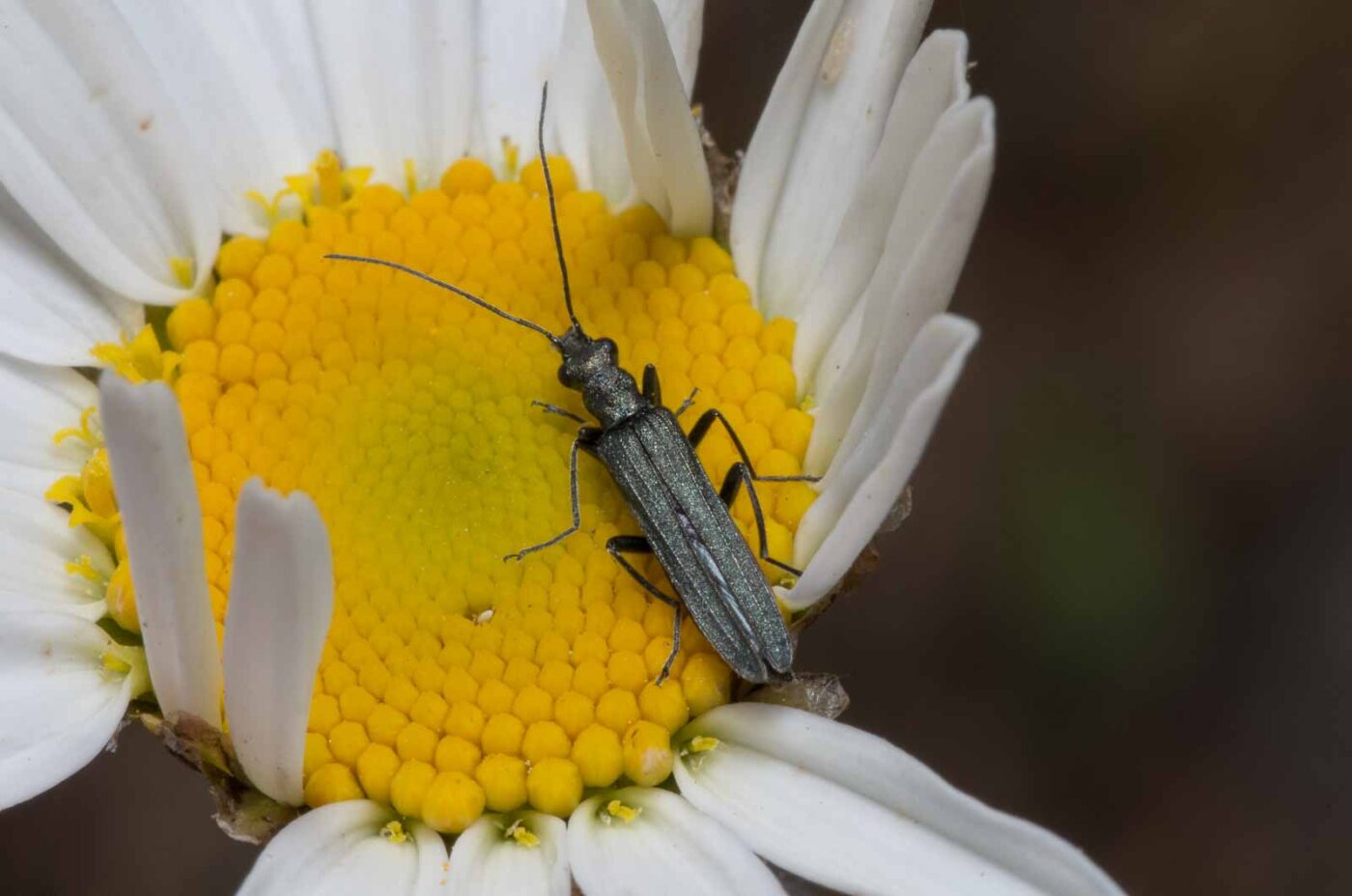 2020-04-27 - NSG Halde Pluto