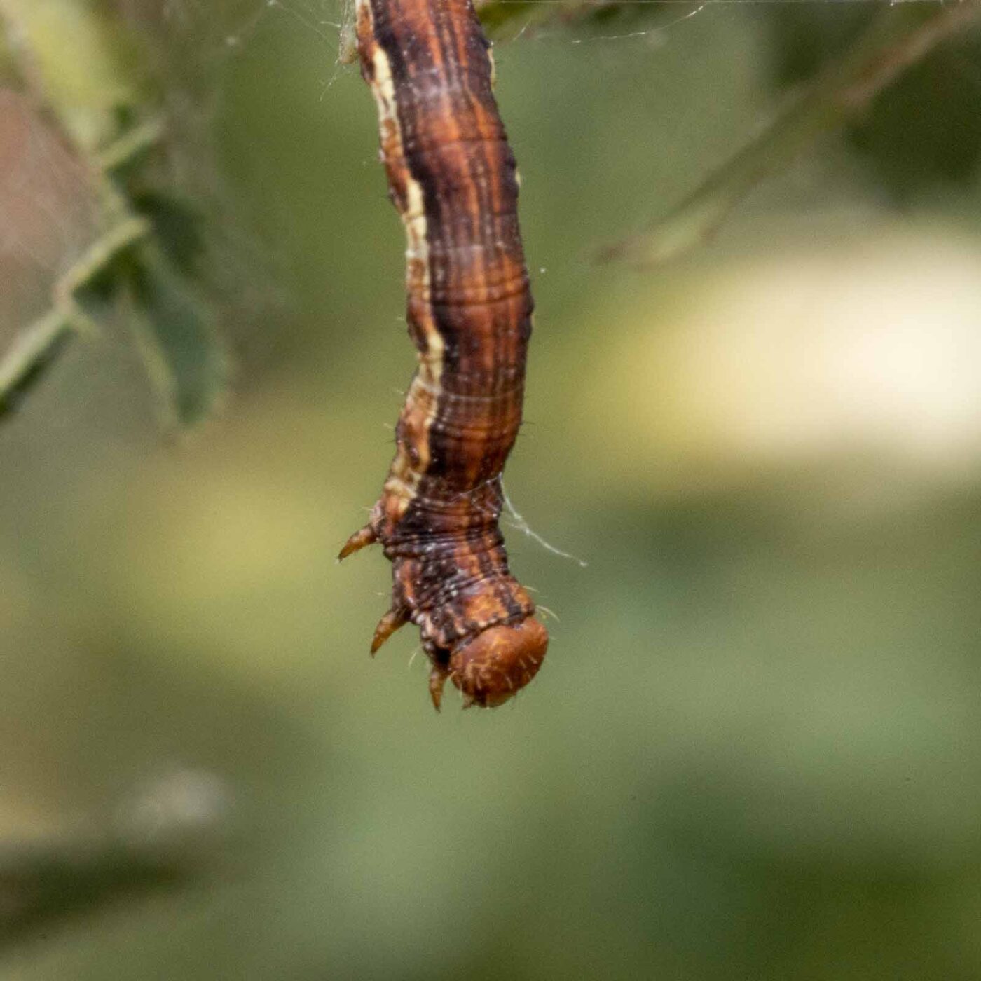 2020-04-27 - NSG Halde Pluto