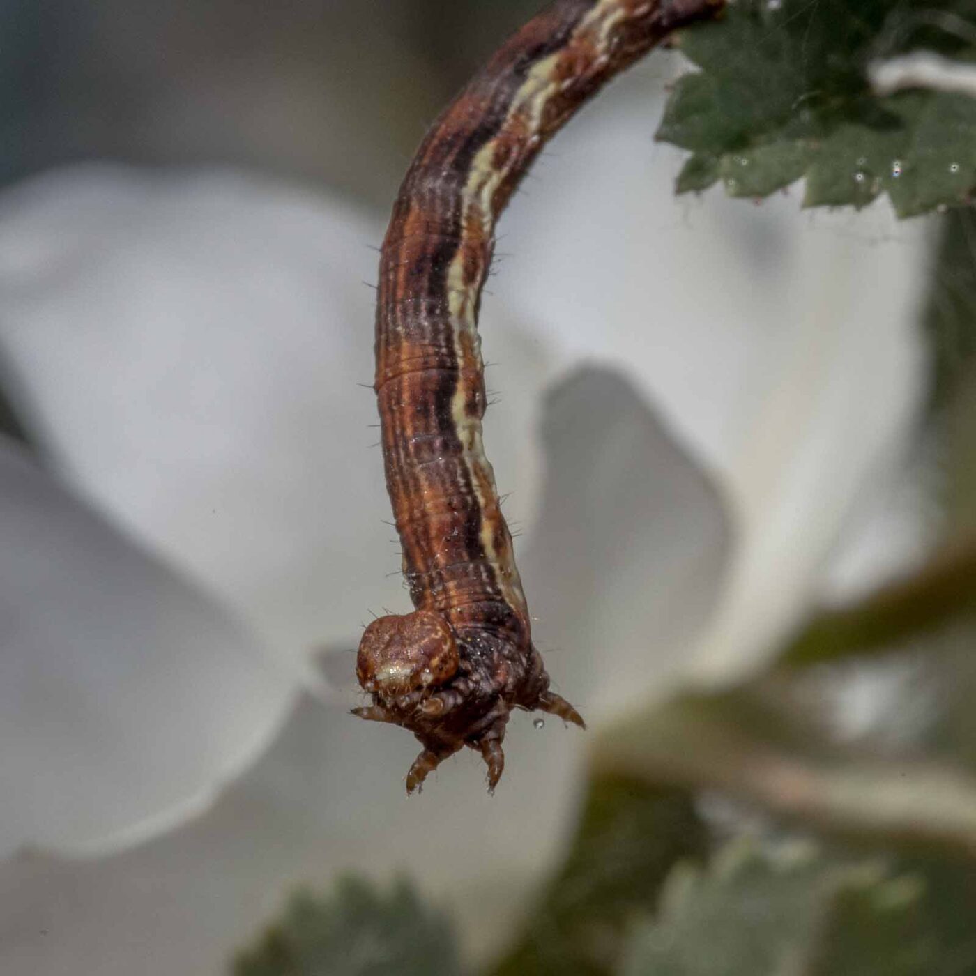 2020-04-27 - NSG Halde Pluto