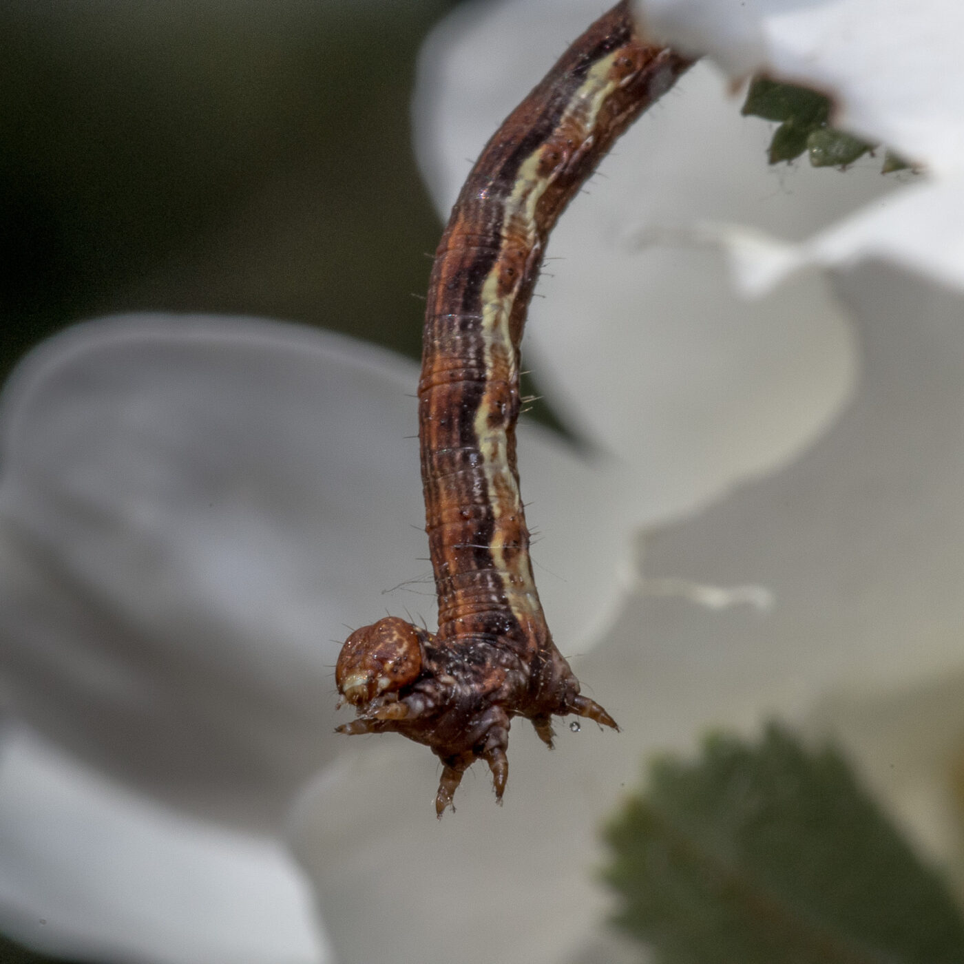 2020-04-27 - NSG Halde Pluto