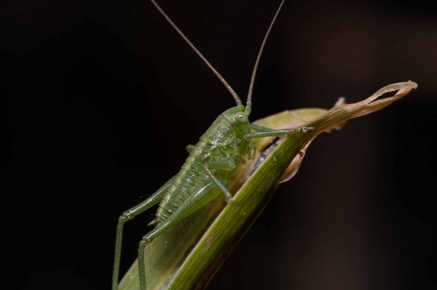 2020-04-27 - NSG Halde Pluto