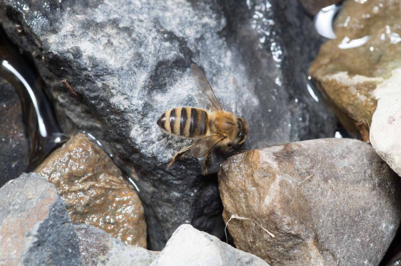 2020-04-27 - NSG Halde Pluto