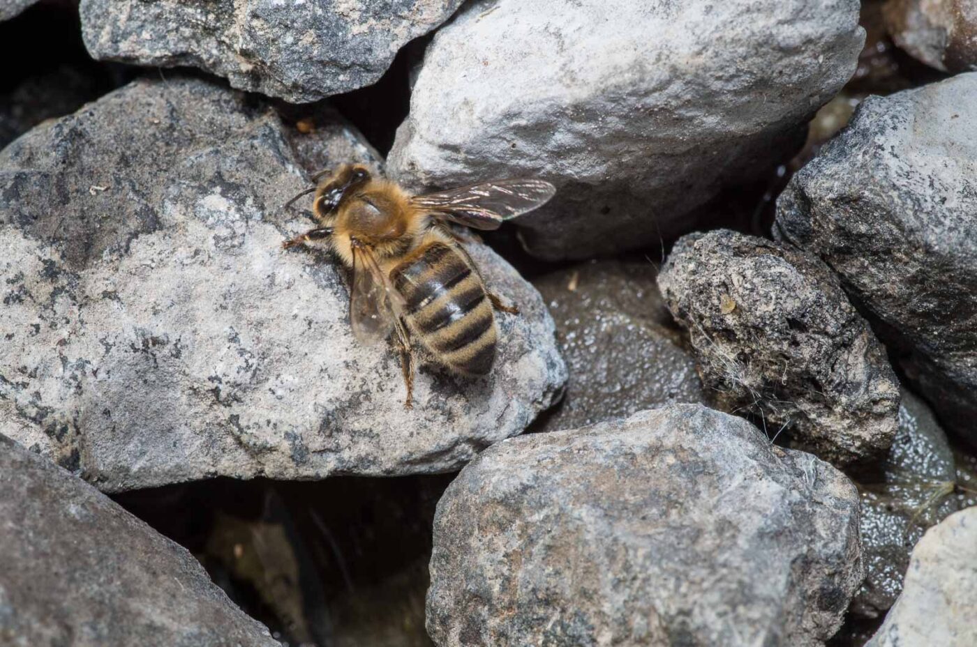 2020-04-27 - NSG Halde Pluto