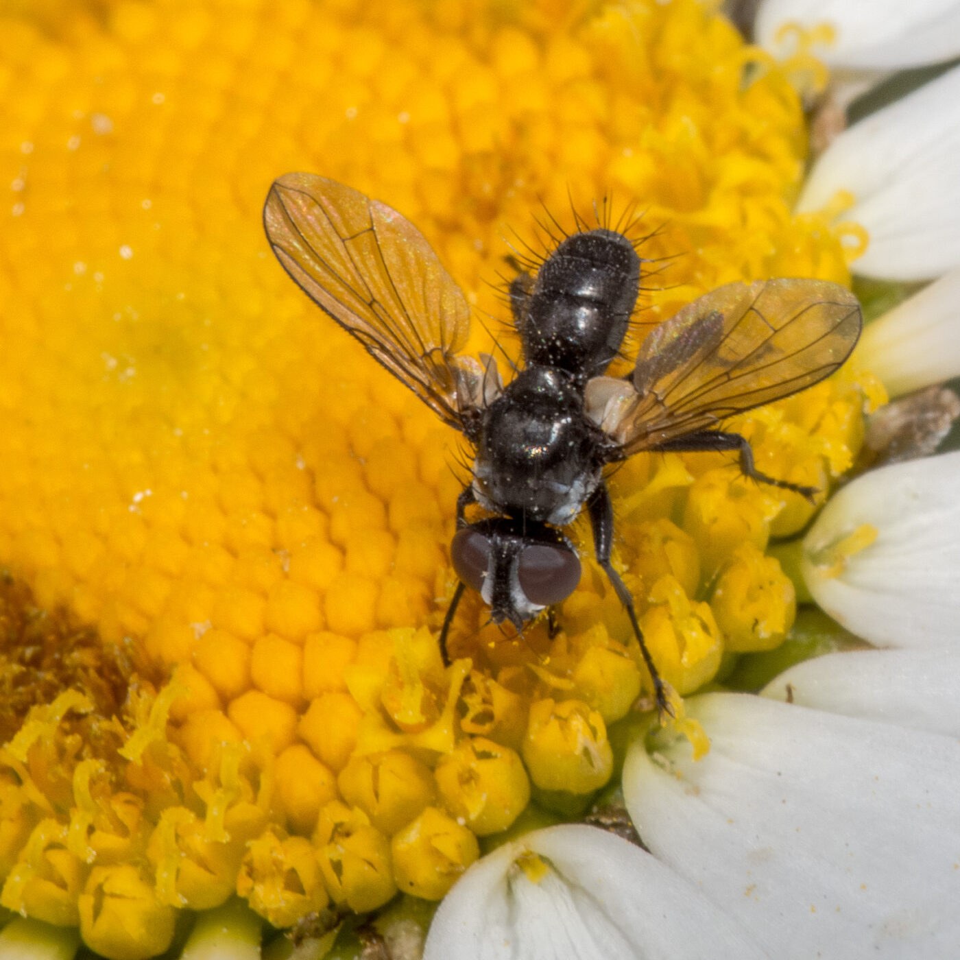 2020-04-27 - NSG Halde Pluto