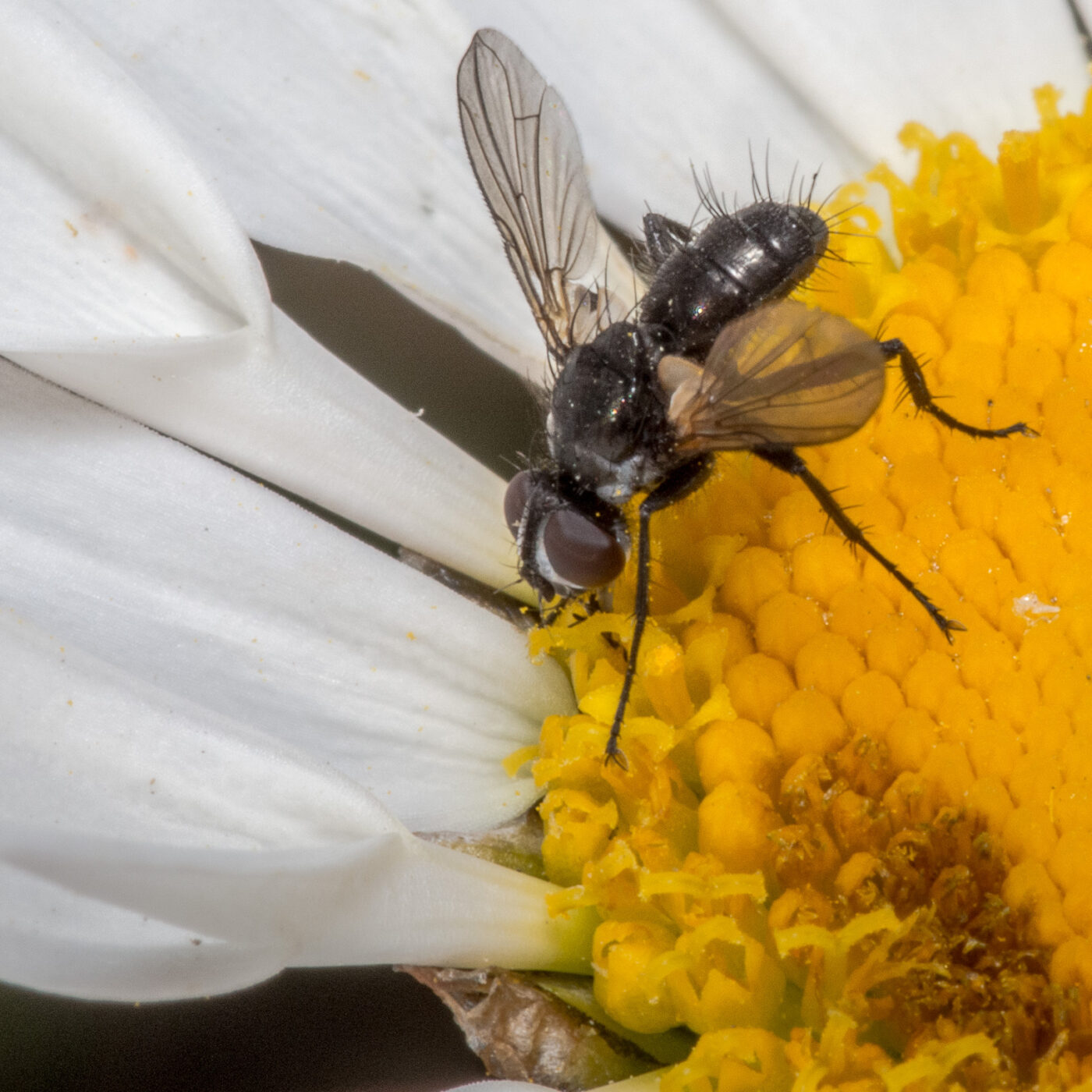 2020-04-27 - NSG Halde Pluto