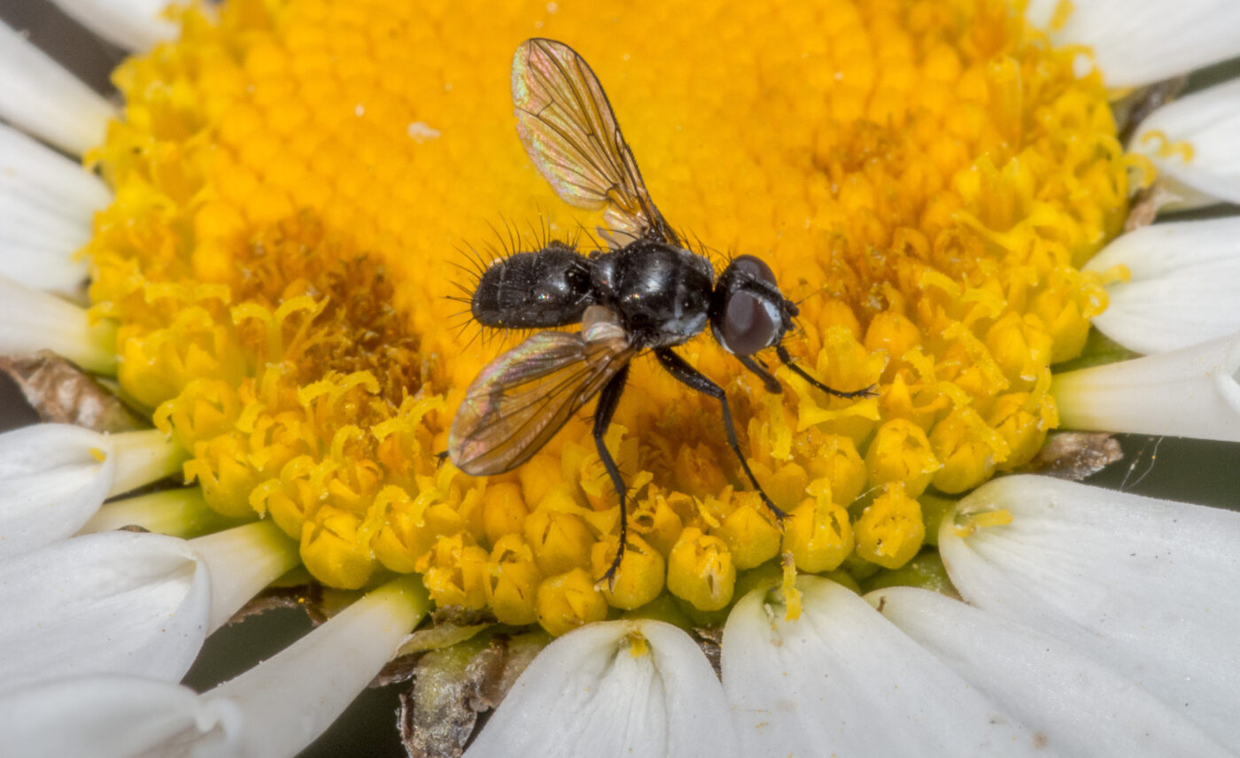 2020-04-27 - NSG Halde Pluto