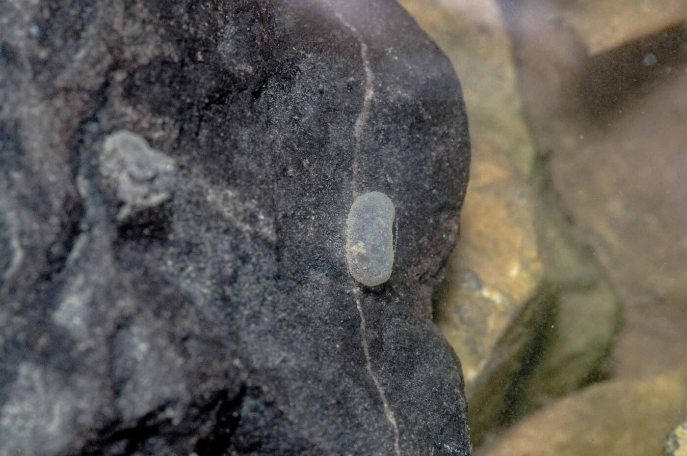 2020-04-27 - NSG Halde Pluto