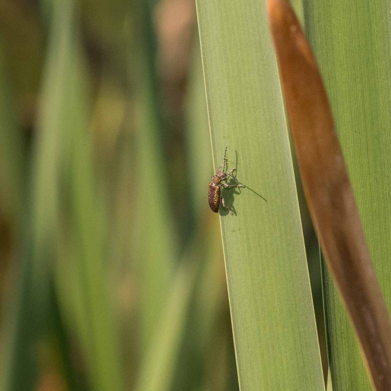 °schilfkäfer°