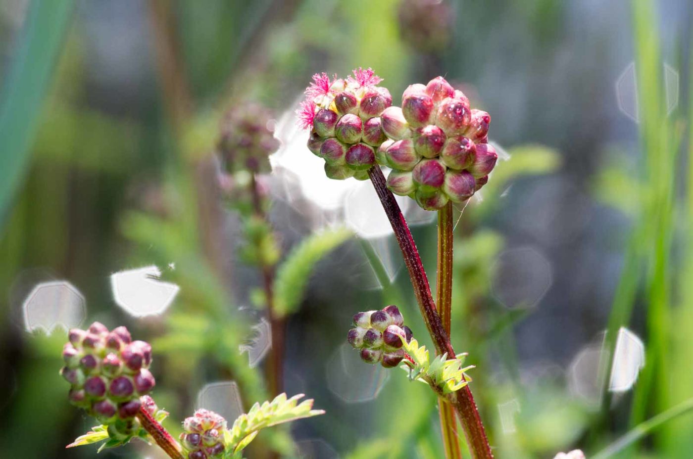 2020-05-07 - NSG Hürfeldhalde Dorsten