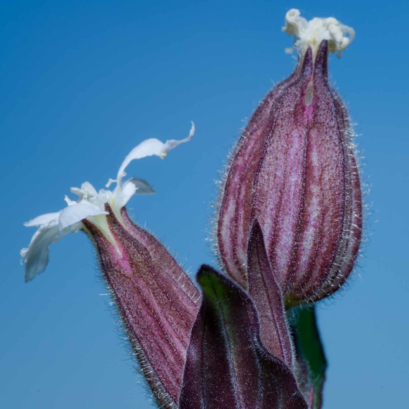 2020-05-07 - NSG Hürfeldhalde Dorsten