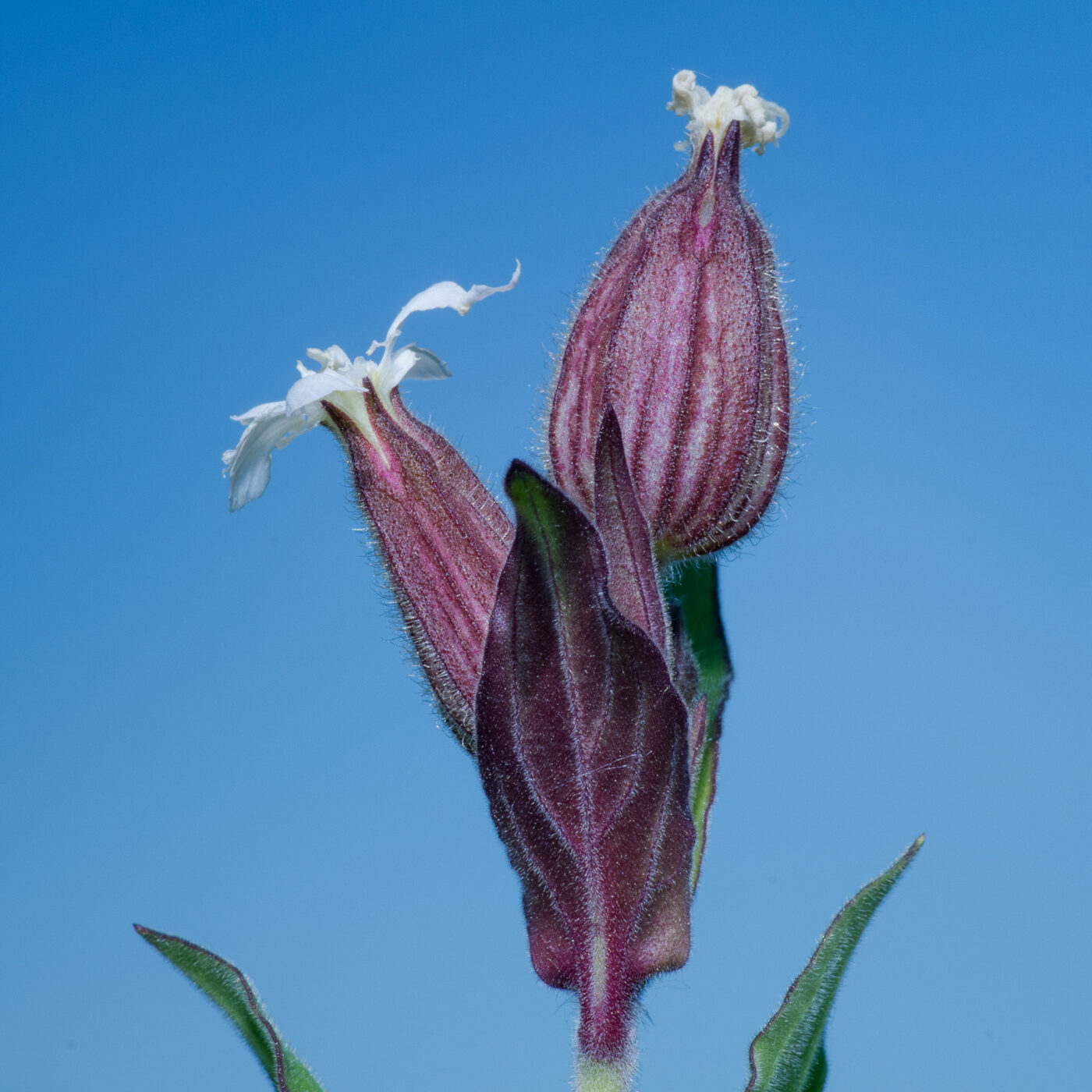 2020-05-07 - NSG Hürfeldhalde Dorsten