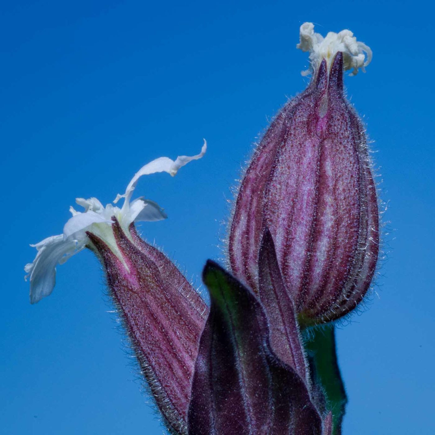 2020-05-07 - NSG Hürfeldhalde Dorsten